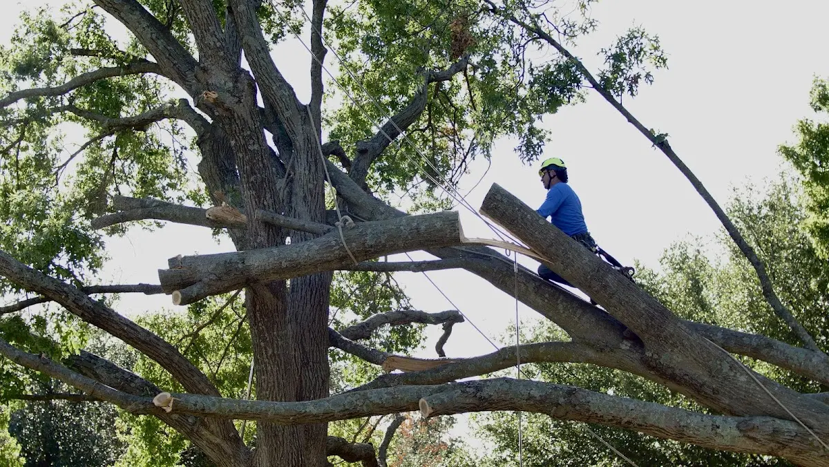 Professional Hazardous Tree Removal performed by certified arborists in Convent