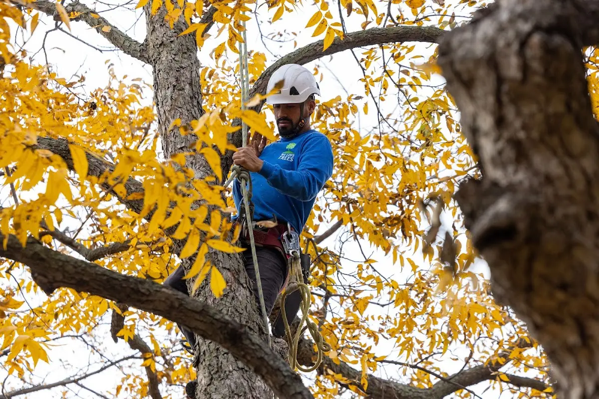 Skilled Storm Damage Cleanup crew working in Convent